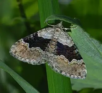 Description de cette image, également commentée ci-après