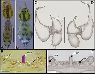 Description de l'image Ochyrocera aragogue 178191.jpg.