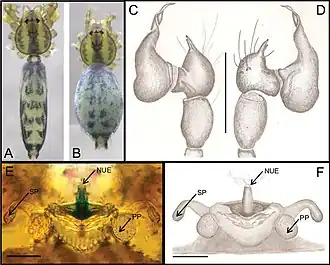 Description de l'image Ochyrocera laracna 178187.jpg.