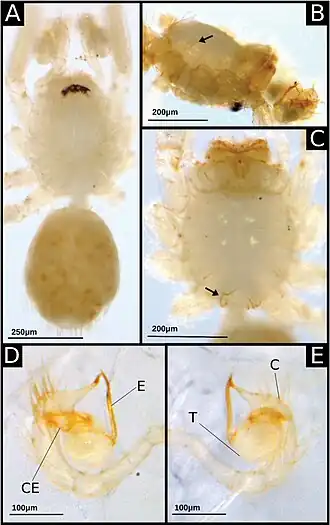 Description de l'image Ochyrocera magali (10.3897-subtbiol.41.72895) Figure 6.jpg.