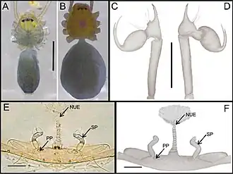 Description de l'image Ochyrocera misspider 178195.jpg.