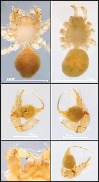 Description de l'image Ochyrocera ritxoo (10.3897-zookeys.1031.62181) Figure 7.jpg.