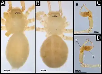 Description de l'image Ochyrocera rosinha (10.3897-subtbiol.41.72895) Figure 11.jpg.
