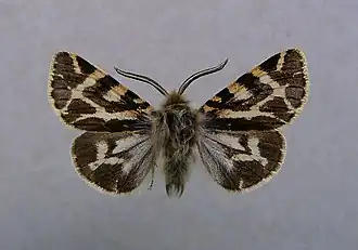 Écaille tesselée bétique (Ocnogyna boeticum)