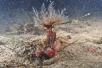 Description de cette image, également commentée ci-après