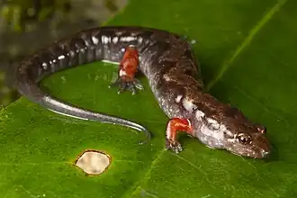 Description de l'image Ocoee Salamander with red legs.jpg.