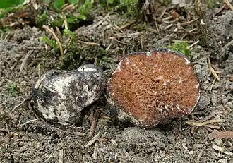 Octaviania asterosperma