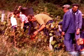 Sept. 1974 vendanges au "Versant des Vignes"