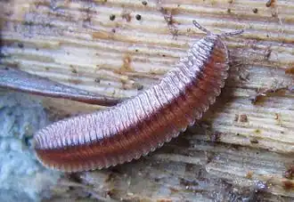 Description de cette image, également commentée ci-après