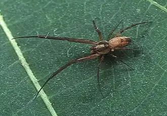 Description de l'image Octonoba.okinawensis.male.-.takinawa.jpg.