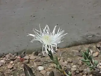 Description de l'image Octopoma calycinum -倫敦植物園 Kew Gardens, London- (9227007923).jpg.