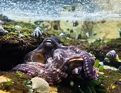 Octopus tetricus (sud-est de l'Australie)