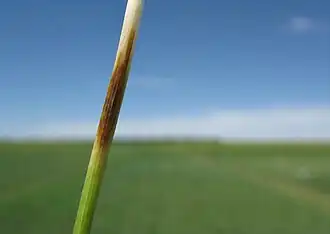 Image illustrative de l’article Piétin-verse