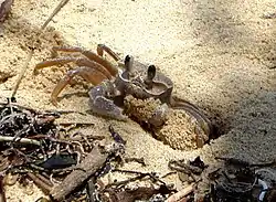 Ocypode madagascariensis