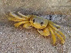 Ocypode quadrata, Crabe fantôme atlantique