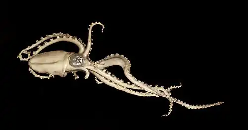 Ocythoe tuberculata, le seul Ocythoidae