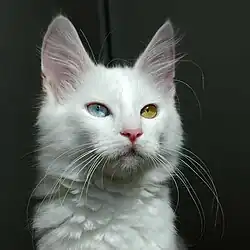 Chat blanc (Angora turc) aux yeux vairons.
