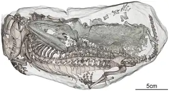 Squelette d'un Broomistega juvénile (montré en vert) conservé dans un terrier fossilisé avec un Thrinaxodon (montré brun).