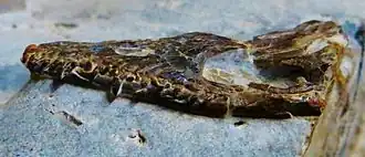 Description de cette image, également commentée ci-après