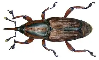 Odoiporus longicollis