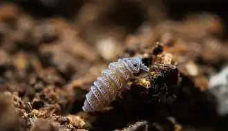 Description de cette image, également commentée ci-après