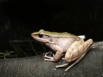 Description de l'image Odorrana graminea 325479836.jpg.