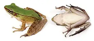 Description de l'image Odorrana hosii (10.3897-evolsyst.2.27020) Figure 4 (cropped).jpg.