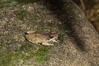 Description de l'image Odorrana utsunomiyaorum from Ishigaki, Japan.jpg.