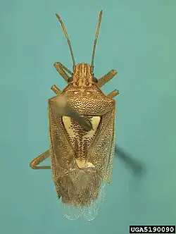 Oebalus ypsilongriseus