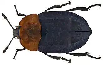 Description de cette image, également commentée ci-après