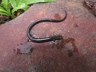 Description de l'image Oedipina cyclocauda imported from iNaturalist photo 109711602 on 15 April 2021.jpg.