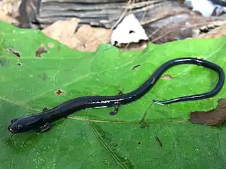 Description de l'image Oedipina tomasi 22917958.jpg.