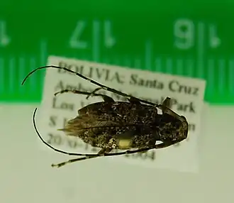 Description de l'image Oedopeza maculatissima Monné & Martins, 1976 (5410169029).jpg.