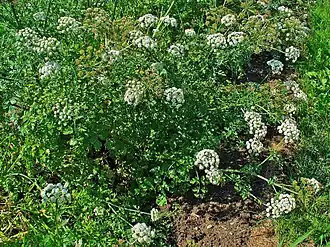 Description de cette image, également commentée ci-après