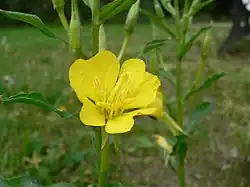 Onagre bisannuel (Oenothera biennis)