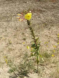 Oenothera glazioviana, sur la Dune du Perroquet, à Bray-Dunes.