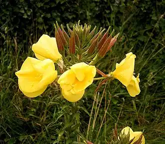 Description de l'image Oenothera glazioviana 03 ies.jpg.