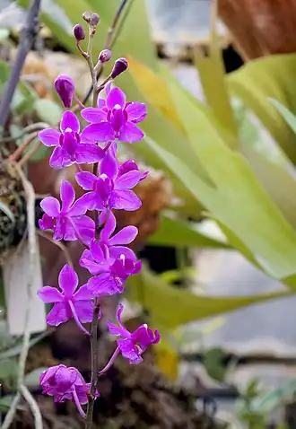 Description de l'image Ogród Botaniczny UJ w Krakowie 087 - cropped.jpg.