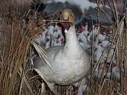 Oie blanche naturalisée au centre d'interprétation de la réserve nationale de faune du cap-Tourmente, Québec, Canada