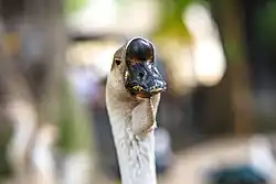 Oie de Chine, Jardin d'essai du Hamma, Alger.