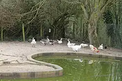 Des oies domestiques.