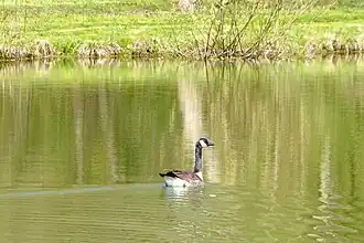 Oie sur l'étang de la prairie.