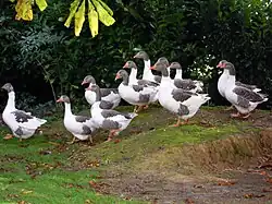 Oies flamandes (forme pie-cendré)