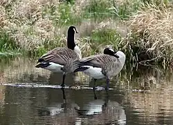 Couple de bernaches au repos dans un marais.