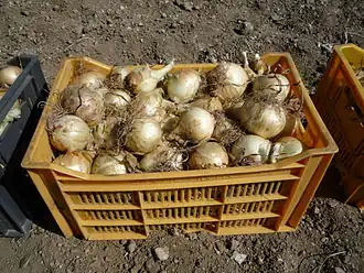 Image illustrative de l’article Oignon doux des Cévennes