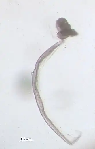 Oikopleura dioica (en), un tunicier appendiculaire