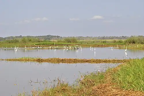 Oiseaux aquatiques du lac Kinkony, Boeny, Madagascar.