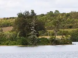 Oiseaux perchés sur l'arbre mort d'un îlot.