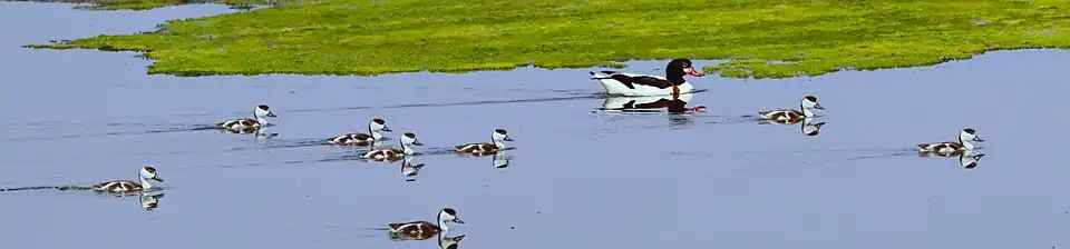 Canetons de Tadorne de Belon photo prise dans le cadre de projet PPIPSCAN 3 Conservation et valorisation Oued Essoud,Tunisie