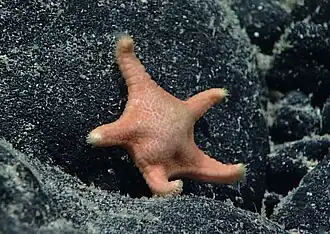 Okeanosaster hohonui